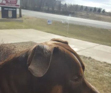 Animal Wellness Center Of Monee
