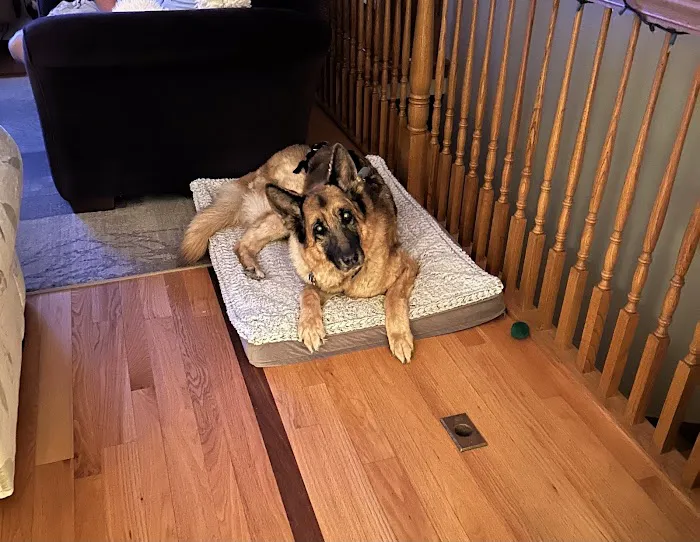 Animal Wellness Center Of Monee 6