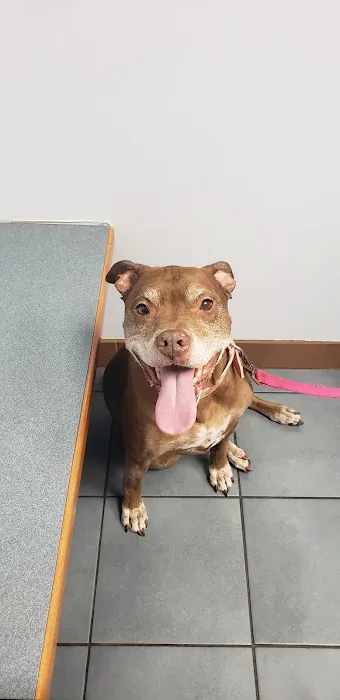 Carey Animal Clinic 1