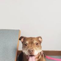 Carey Animal Clinic ico