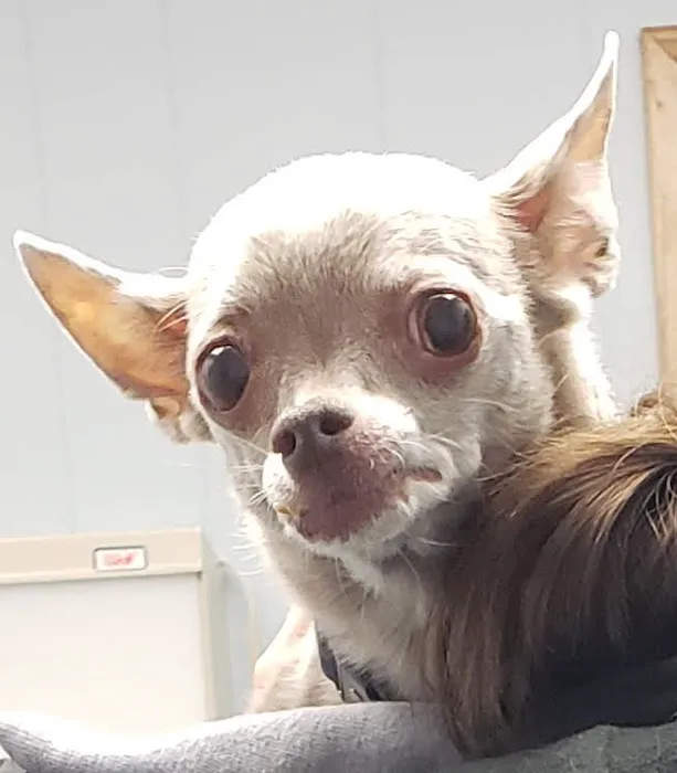 Animal Clinic at New Lenox 10