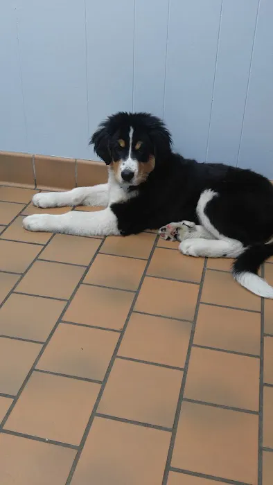 Animal Clinic at New Lenox 5
