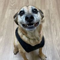 Whole Pet Veterinary Clinic ico