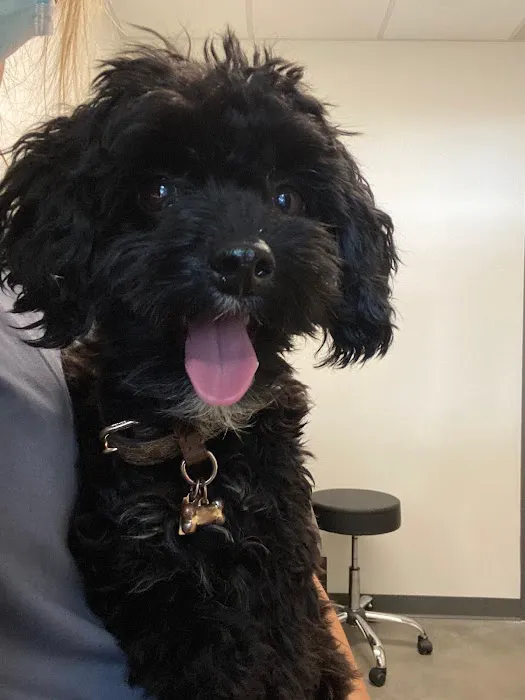 City Dog Vet 5
