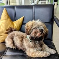 City Dog Vet ico