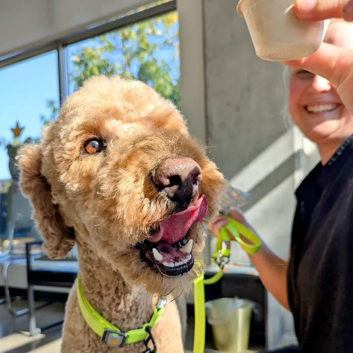 City Dog Vet 8