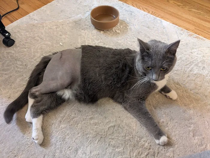 Isthmus Veterinary Care 10