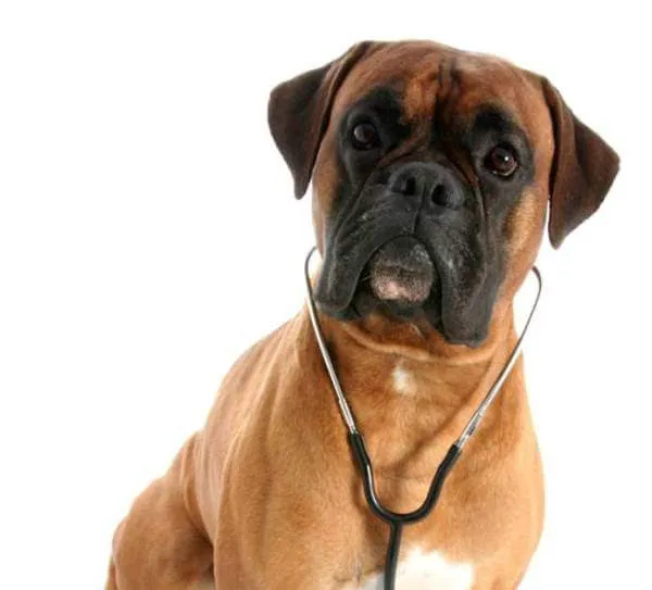 Animart's Veterinary Wellness Center 1