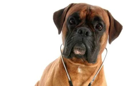 Animart's Veterinary Wellness Center