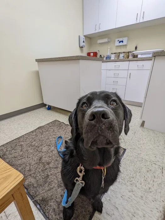 Northside Animal Hospital 2