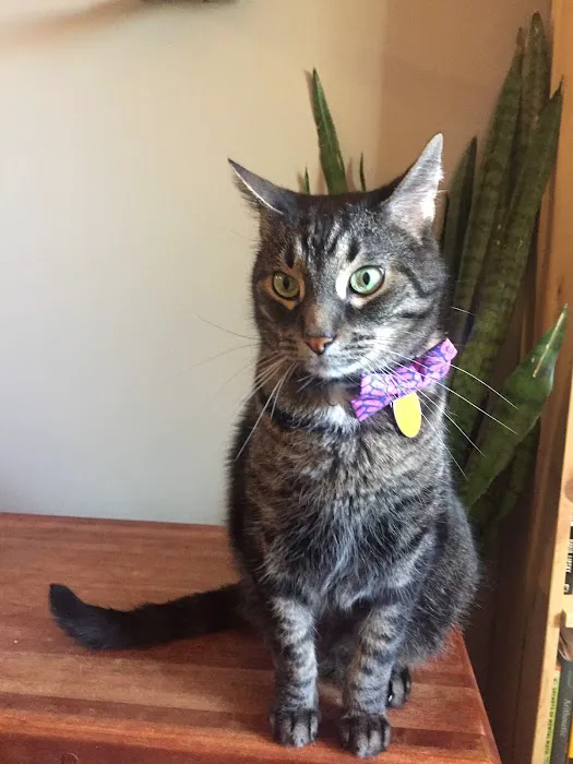 Northside Animal Hospital 4