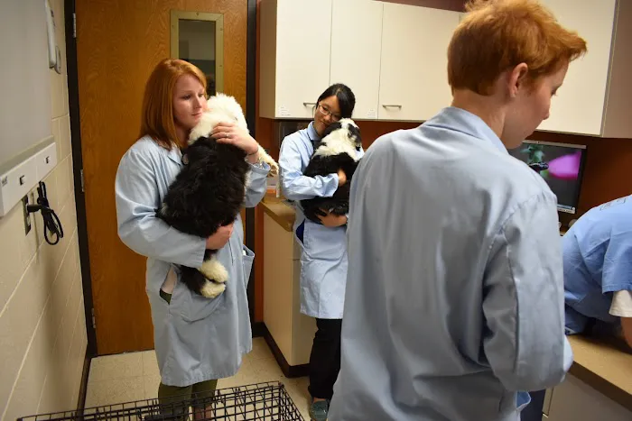 School Of Veterinary Medicine 7