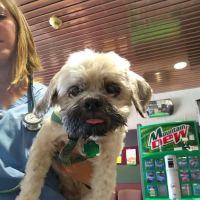 UW Veterinary Care ico