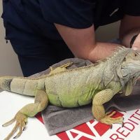 Arbor Ridge Pet Clinic ico