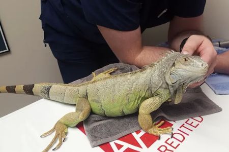 Arbor Ridge Pet Clinic