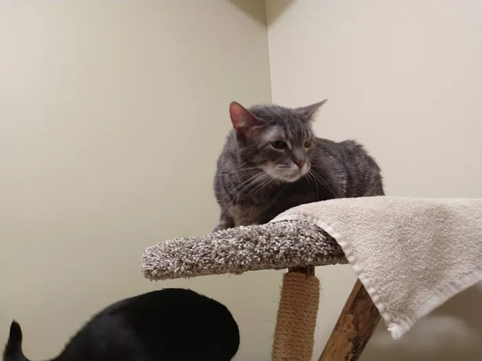 Lakeview Veterinary Clinic 1