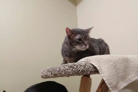 Lakeview Veterinary Clinic