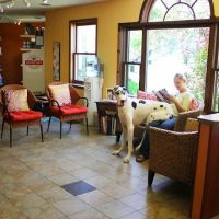 Odyssey Veterinary Care ico