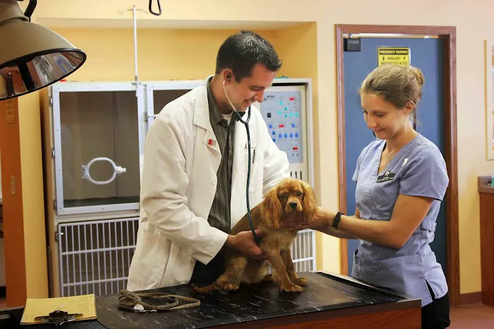 Odyssey Veterinary Care 12