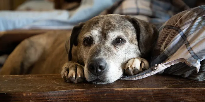 Full Circle In-Home Pet Euthanasia 12