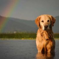 Full Circle In-Home Pet Euthanasia ico