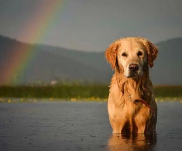 Full Circle In-Home Pet Euthanasia
