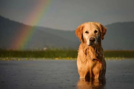 Full Circle In-Home Pet Euthanasia