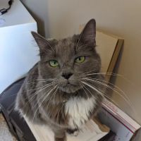 City Paws ico