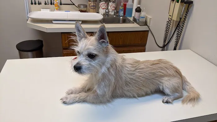 Clintonville Animal Hospital 4