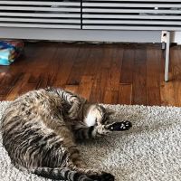 Cats Only Veterinary Clinic ico