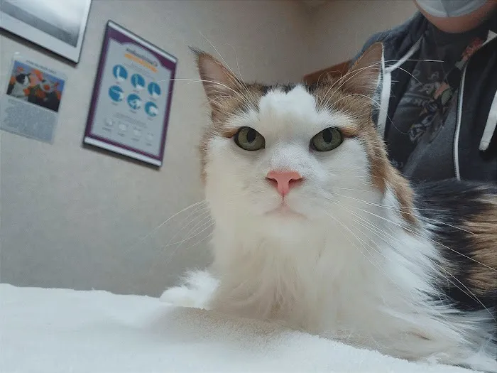 Cats Only Veterinary Clinic 4