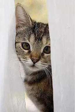 Cats Only Veterinary Clinic 7
