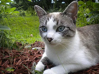 Cats Only Veterinary Clinic 8