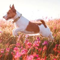 Como Park Animal Hospital and AfterHours Veterinary Care ico