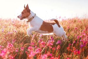 Como Park Animal Hospital and AfterHours Veterinary Care