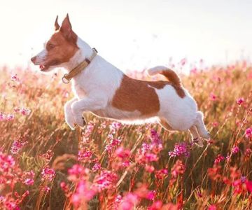 Como Park Animal Hospital and AfterHours Veterinary Care