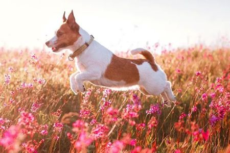 Como Park Animal Hospital and AfterHours Veterinary Care