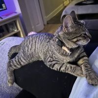 Animal Humane Society Veterinary Center ico