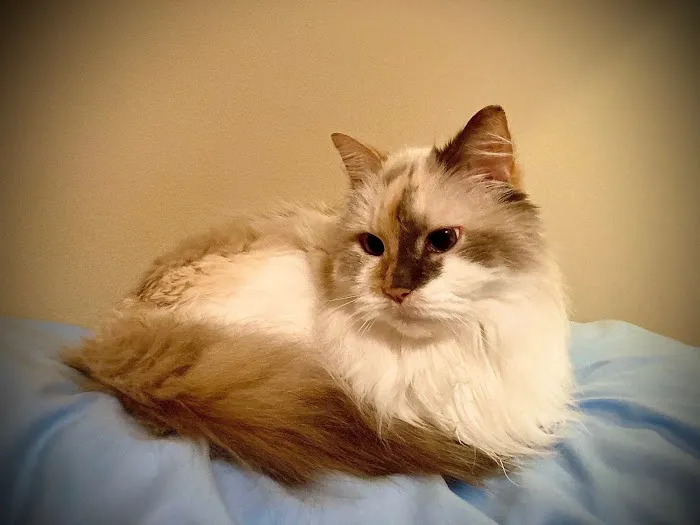Grand Avenue Veterinary Center 6