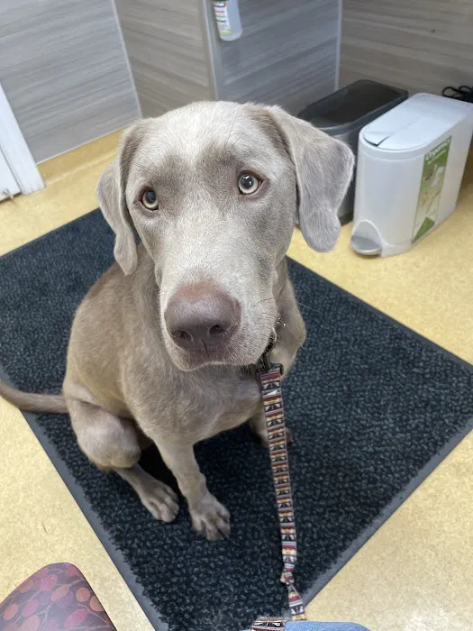 Grand Avenue Veterinary Center 2
