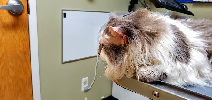 VCA Cedar Animal Hospital 5