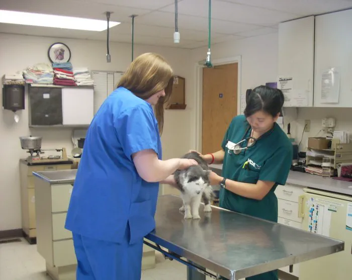 VCA Cedar Animal Hospital 2