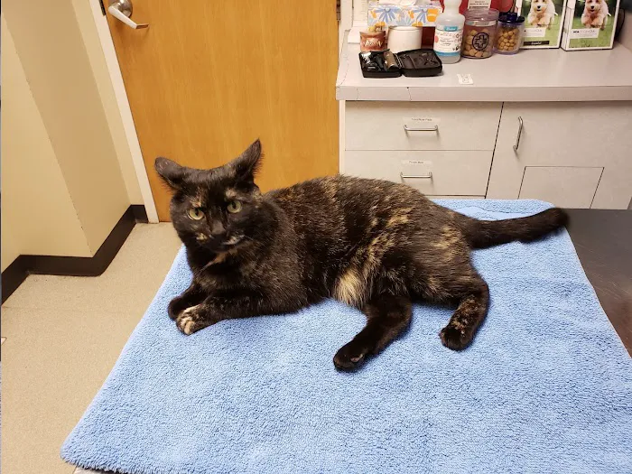 VCA Cedar Animal Hospital 8