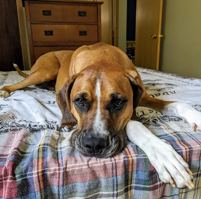 Banfield Pet Hospital 3