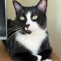 Banfield Pet Hospital ico