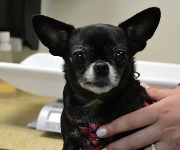 Vet Partners Minneapolis