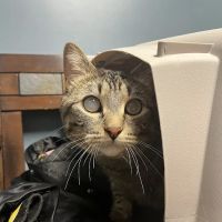 Animal Emergency & Referral Center of Minnesota ico