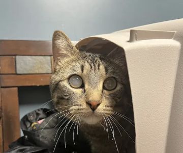 Animal Emergency & Referral Center of Minnesota