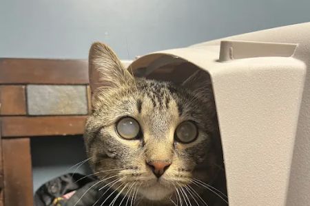 Animal Emergency & Referral Center of Minnesota