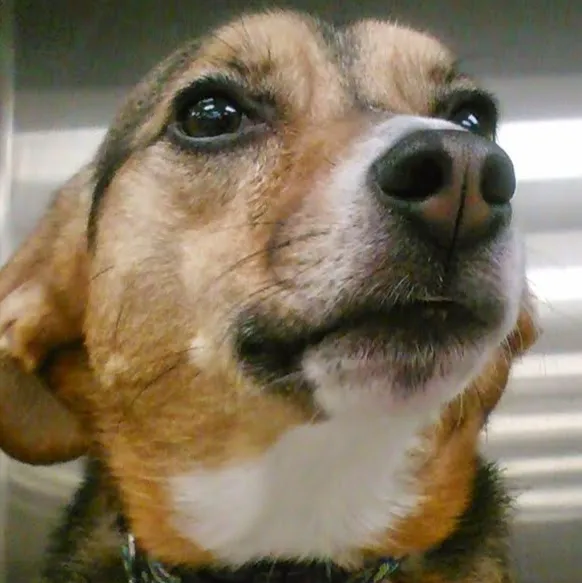 Animal Emergency & Referral Center of Minnesota 12